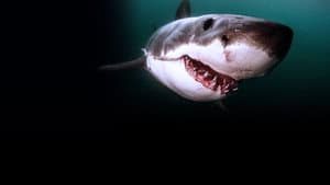 Great Shark Chow Down — foto 3