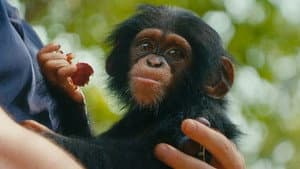 Baby Chimp Rescue — foto 5