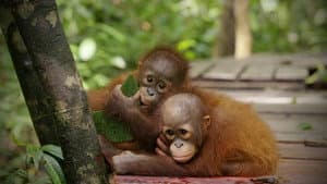 Red Ape: Saving the Orangutan — foto 2