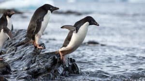 Los pinguinos — foto 9