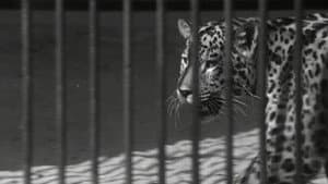 Zoo — foto 1