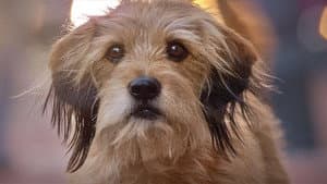 Benji — foto 1
