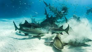 Cannibal Sharks — foto 6