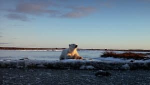 Wonders of the Arctic — foto 1