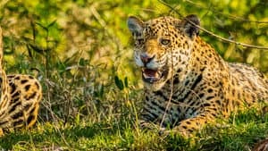 Jaguar vs. Krokodille — foto 5