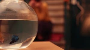 FISHCALL — foto 3