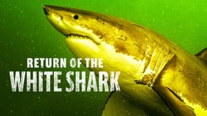 Return of the White Shark — foto 3