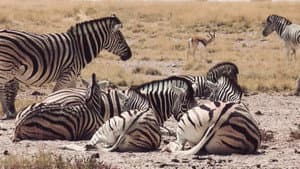 Hot Life: Africa — foto 3