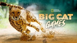 Big Cat Games — foto 1