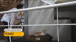 Revolução dos Gatos — foto 1