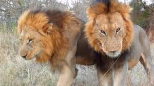Cecil: The Legacy of a King — foto 2