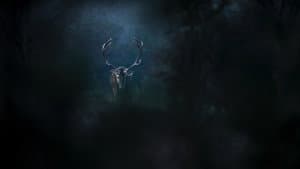 Le Chant des forêts — foto 9
