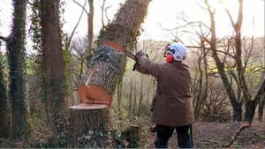 Tales From The Wild Wood — foto 1
