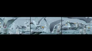 GO FISH — foto 6