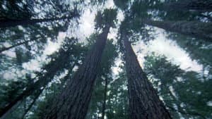 Another Side of the Forest — foto 1