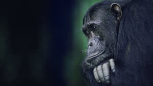 Kingdom of the Apes: Battle Lines — foto 4