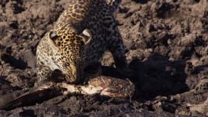 Africa's Fishing Leopards — foto 2