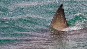 Shark Below Zero — foto 11