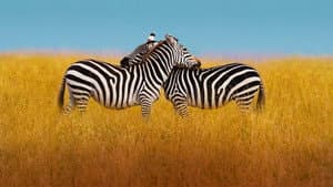 The Mating Game — foto 2