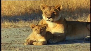 Lions Of Darkness — foto 2