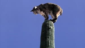 El Desierto Viviente — foto 7