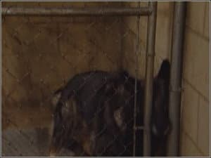 Episodio 11