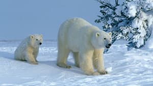 Attenborough Explores... Our Fragile World — foto 1