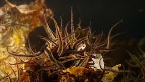 Alien Reefs — foto 1