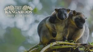 Tree Kangaroos: Ghosts of the Forest — foto 1