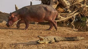 Hippo vs Croc — foto 7