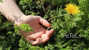 PeTaLs — foto 2