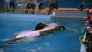 The Free Willy Story - Keiko's Journey Home — foto 2