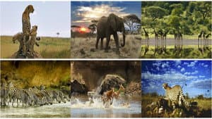 Serengeti — foto 1