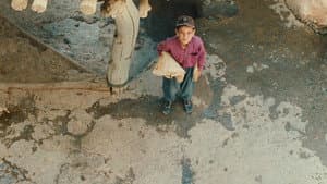 باد ما را خواهد برد — foto 7