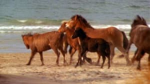 Touching Wild Horses — foto 2