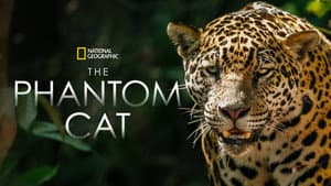 The Phantom Cat — foto 4