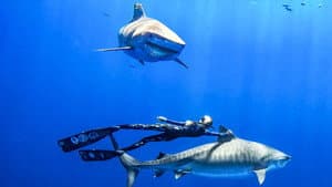 Saving Jaws — foto 3