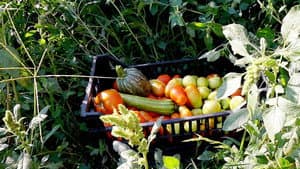 Le potager de mon grand-père — foto 8