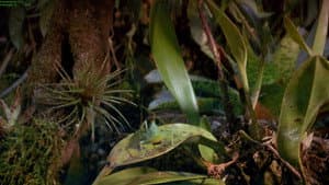 Tropical Rainforest — foto 4