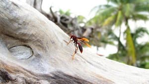 Micro Monsters with David Attenborough — foto 3