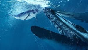 Ballena Asesina