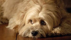For the Love of Benji — foto 1