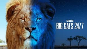 Big Cats 24/7 — foto 3