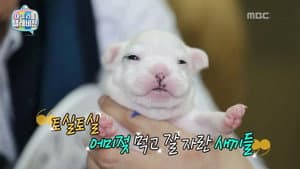 Episodio 45