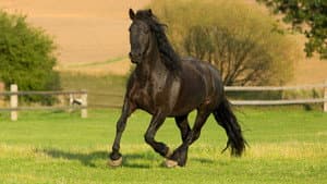 The Adventures of Black Beauty — foto 1