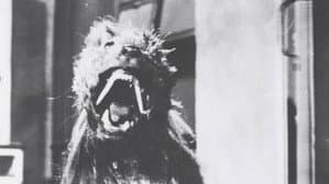 The Killer Shrews — foto 3