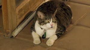 A Talking Cat!?! — foto 1