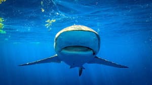 Shark Superpower — foto 8