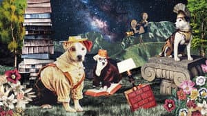 Wishbone — foto 1
