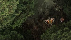 Spirit of the Forest — foto 1